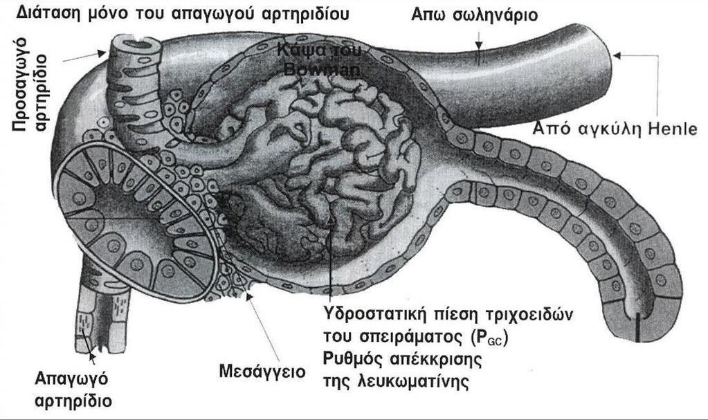 Νεφρική αυτορρύθμιση