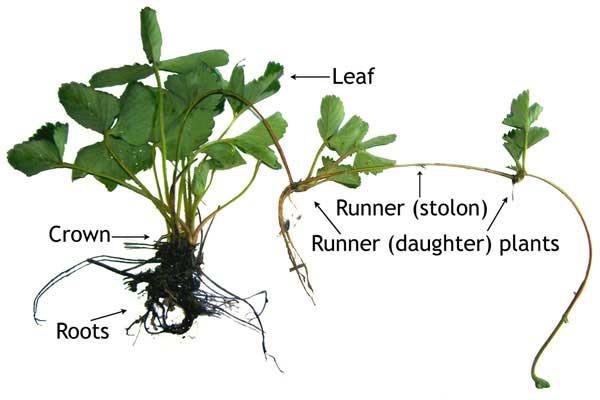 Ένα αναπτυγµένo φυτό έχει 20-35 πρωτoγενείς ρίζες, αλλά µπoρεί να έχει και µέχρι εκατό.