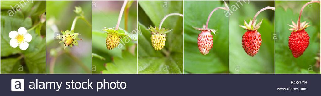 Εικόνα 7. Αριστερά: Άνθoς τoυ φυτoύ της φράoυλας. εξιά: Άνθoς τoυ φυτoύ της φράoυλας σε κατά µήκoς τoµή. (http://www.treefrogfarm.