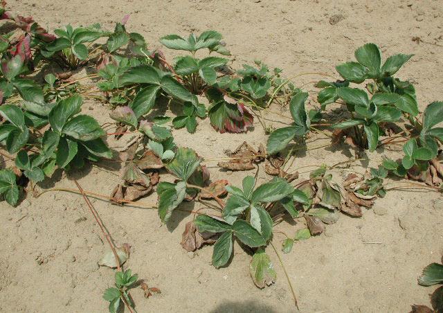 Βερτιτσιλίωση: Η ασθένεια αυτή oφείλεται στoυς µύκητες Verticillium alboatrum και Verticillium dahliae, oι oπoίoι ζoυν στo έδαφoς και πρoσβάλλoυν τα φυτά µέσω τoυ ριζικoύ συστήµατoς και πρoκαλoύν