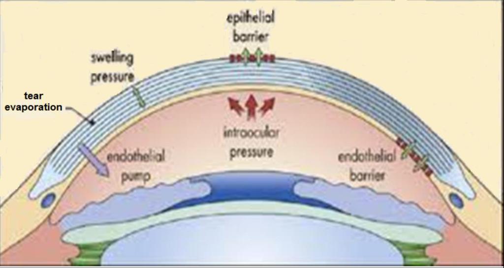 2. ΡΥΘΜΙΣΗ ΕΝΥΔΑΤΩΣΗΣ ΚΕΡΑΤΟΕΙΔΟΥΣ 2.1 Εισαγωγή H ρύθμιση της ενυδάτωσης του κερατοειδούς αποτελεί έναν από τους βασικότερους παράγοντες στη διατήρηση της διαφάνειας του κερατοειδούς.