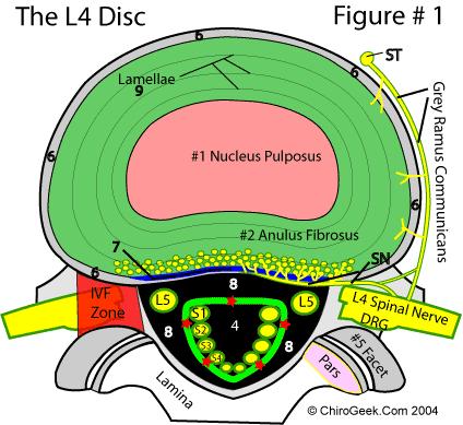 Nucleus Pulposus (Πηκτοειδής πυρήνας).