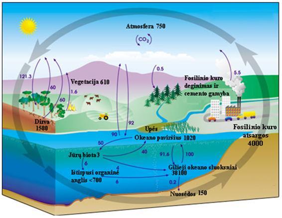 Iki 1958 metų naudoti ledo dangos duomenys, vėliau Mauna Lao (Havajai) matavimų stoties duomenys (b) Tikslus anglies apykaitos tarp atmosferos, sausumos ir vandenyno įvertinimas yra būtina sąlyga,
