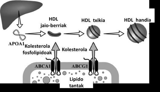 Lipoproteinetatik eratorritako gehiegizko kolesterol askea (KA) erretikulu endoplasmatikora garraiatua izango da, bertan esterifikatua izateko.