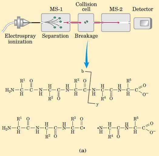top-down pristup Merenje molekulske mase intaktnog molekula 100 % pokrivenosti sekvence post-translacione promene ostaju intaktne Fragmentacija se vrši pomoću MS/MS detektora i omogućava