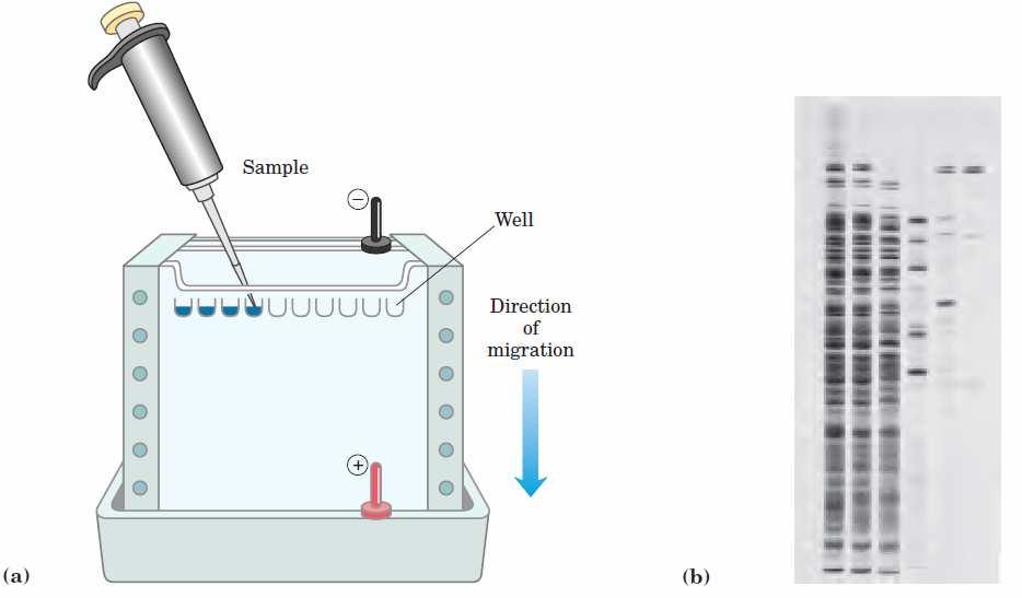 31 6. Elektroforeza Zasnovana na migraciji naelektrisanih proteina u električnom polju Proteini se mogu razdvojiti i vizuelno detektovati (brza procena broja proteina u smeši ili procena stepena