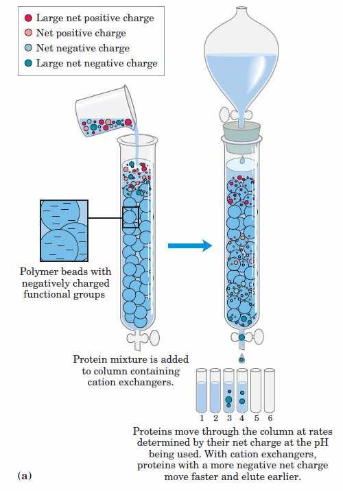 Značajni faktori u razvoju metode: dodatak soli do određene koncentracije smanjuje interakcije između proteina i stacionarne faze ph vrednost niža od 7,0 smanjuje mogućnost nastajanja silanolnih