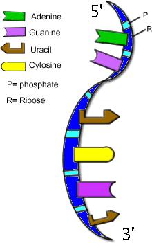RNK: informaciona, transportna, ribozomalna RNK linearan polimer: adenin (A), citozin (C), guanin (G) i uracil (U).