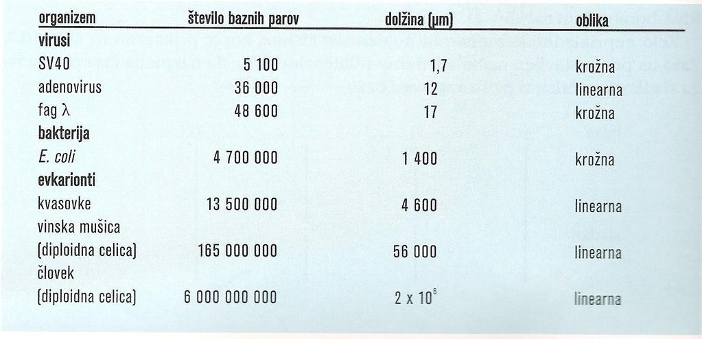 DNA približno 1 % suhe mase celice