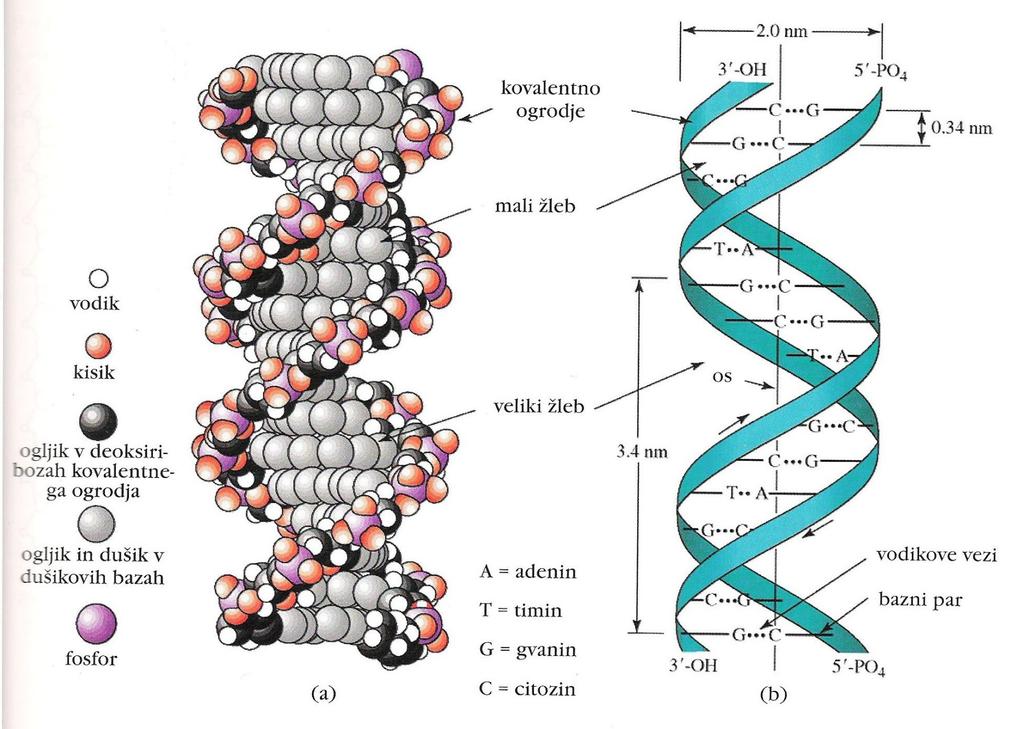 Dvojna vijačnica DNA sekundarna struktura dvojna vijačnica