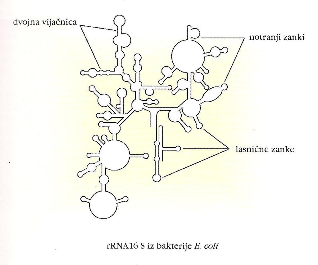 Struktura rrna več vrst strukturnih elementov veliko obsežnih