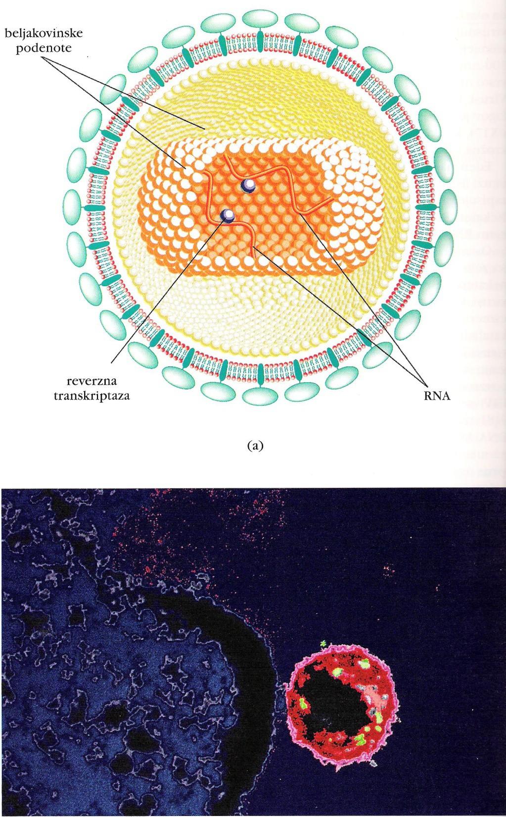 Virusi HIV (virus človeške imunske pomanjkljivosti),