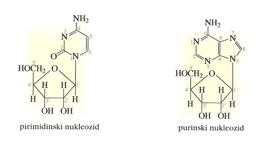 Nukleozidi iz purinske ali pirimidinske baze, ki je