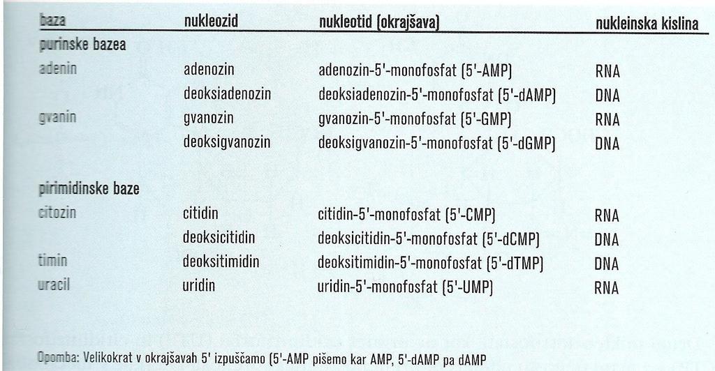 Poimenovanje nukleozidov in nukleotidov v DNA in RNA Nukleotidi: v