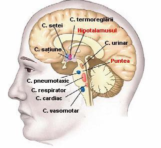 Prin nucleii neurosecretori, hipotalamusul controlează activitatea secretorie a hipofizei şi a glandelor subordonate acesteia, realizând legătura strânsă dintre modalitățile de reglare nervoasă și