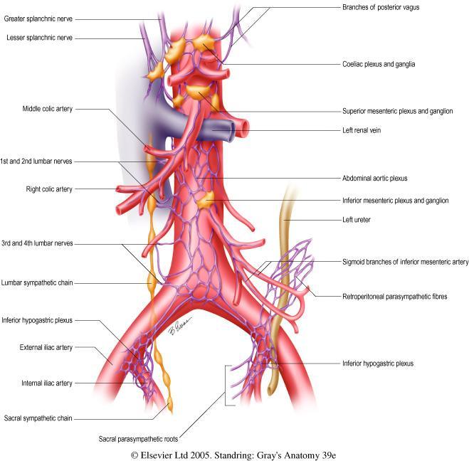 coloana vertebrală în componenţa plexurilor celiac,