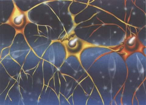 Diverse aspecte ale componenţei neurocelulare, configuraţiei, localizării, numărului etc.