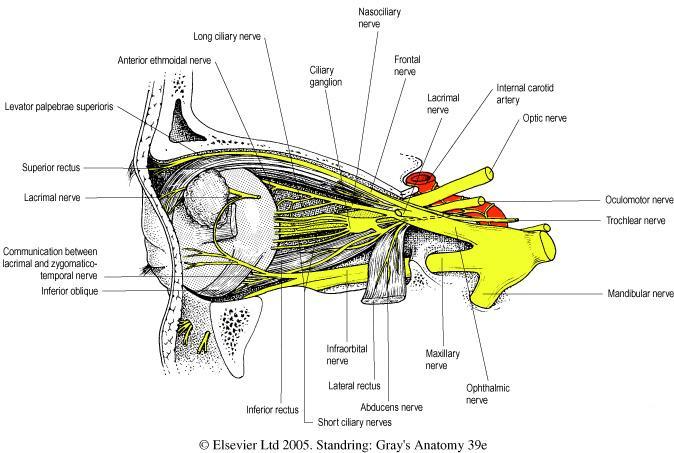 intraorganici/intramurali.