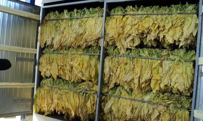 Η µέγιστη συνιστώµενη πυκνότητα των φύλλων είναι 240 kg m -3. Κάθε γέµισµα του ξηραντηρίου πρέπει να γίνεται µε φύλλα οµοιόµορφου βαθµού ωρίµανσης, για να επιτευχθεί καλύτερο τελικό προϊόν.