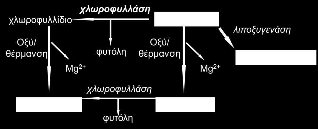 Αποικοδόμηση χλωροφύλλης (β) Χλωροφυλλάση = γλυκοπρωτεΐνη - στις θυλακοειδείς μεμβράνες των χλωροπλαστών.