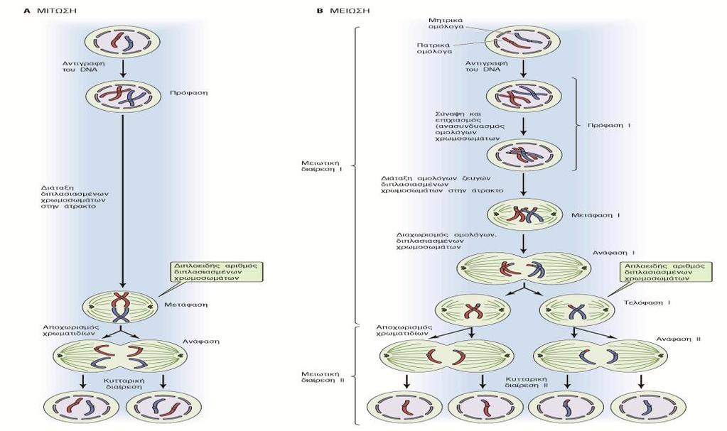 1. Γενικές λειτουργίες του αναπαραγωγικού συστήματος Τα όργανα αναπαραγωγής: Τα στάδια γαμετογένεσης α) παράγουν τους γαμέτες (γαμετογένεση ωάρια, σπερματοζωάρια) β) εκκρίνουν ορμόνες