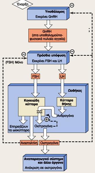 Κεντρικός έλεγχος της αναπαραγωγικής λειτουργίας του