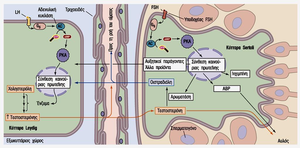 Αναγνώριση και επιδράσεις των LH και FSH στις γονάδες των αρρένων LH (Κύτταρα Leydig): τεστοστερόνη FSH