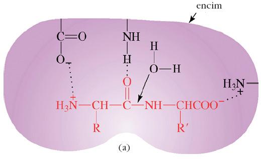 ph profil peptidaze pomen skupin v aktivnem mestu encima in v