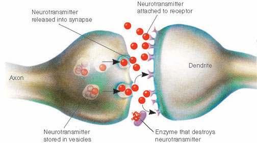 NÄRVIIMPULSI ÜLEKANNE KEEMILISES SÜNAPSIS Sünaptiline närviimpulsi ülekanne on erinevalt impulsi levikust neuronis valdavalt keemiline, mitte elektriline: Neurotransmitteri kaudu: Neurotransmitter