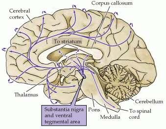 DOPAMIINERGILINE SÜSTEEM Enamus dopamiini sünteesitakse neuronites, mille raku keha asub substantia nigras ning aksonid suunduvad striatumisse, kus toimub