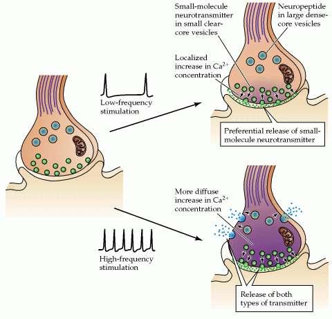 KAHE NEUROTRANSMITTERI KOOSLOKALISATSIOON NEURONIS Närviraku madala sagedusega stimuleerimine põhjustab lokaalse Ca 2+ kontsentratsiooni tõusu membraani läheduses, kus asuvad sünaptilised vesiikulid