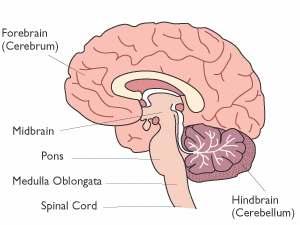 PEAAJU Närvisüsteemi keskne osa, paikneb koljuõõnes: Kaalub ca 1200-1400 g Koosneb: Suuraju (forebrain, cerebrum)