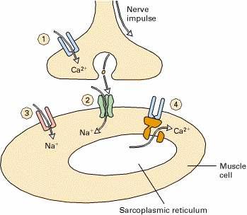 ATSETÜÜLKOLIINI ÜLEKANDE MEHHANISM NEUROMUSKULAARSES LIIDESES 1.