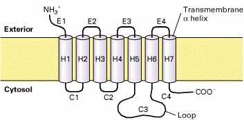 G-VALKUDEGA SEOTUD RETSEPTORID G-protein-coupled receptors (GPCR): Seitse hüdrofoobset α-heeliksit läbivad plasmamembraani