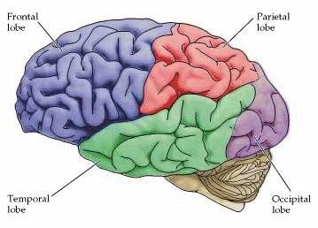 SUURAJU SAGARAD Suuraju poolkerad on jagatud sagarateks, mis on seotud erinevate funktsioonide reguleerimisega: Laubasagar (frontal lobe): Tahtelised liigutused, meeleolu seisund, motivatsioon,
