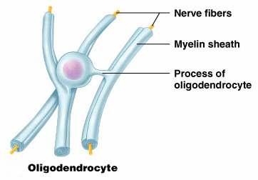 barjäärist (blood-brain barrier, BBB), mis kontrollib ainete liikumist vere ja ajurakkude vahel Mikrogliia rakud: Aktiveerimise