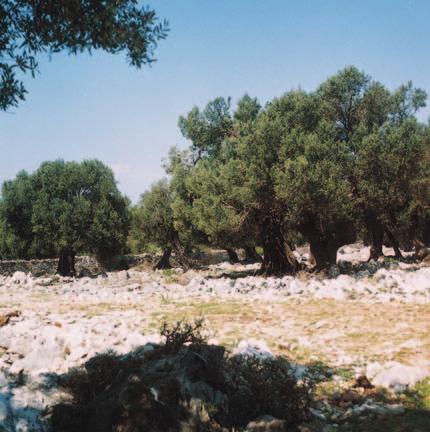 3,89 mi li juna eura u obra zo va nje Pro jekt Obra zo va nja i is tra æiva nja u ci lju ra zvo ja πu mar ske po li ti ke i eko no mi je, FO PER (Fo re st po licy and eco no mics edu ca ti on and re