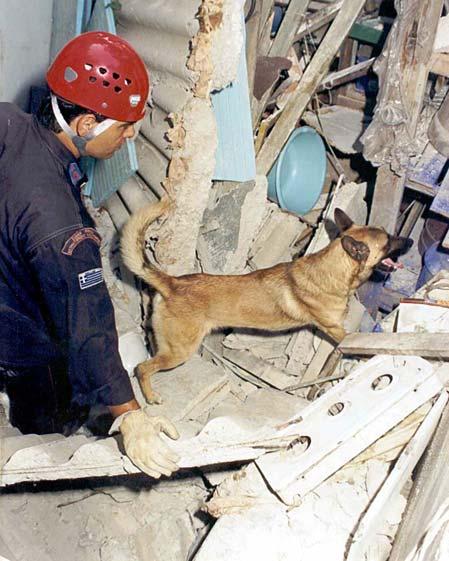 οι παραπάνω επιπτώσεις του σεισμού, όπως βλάβες κτιρίων, κατολισθήσεις κ.τ.λ.π., οδηγούν τους ανθρώπους πανικόβλητους στο να θέλουν να τρέξουν ασυναίσθητα προς την ύπαιθρο.