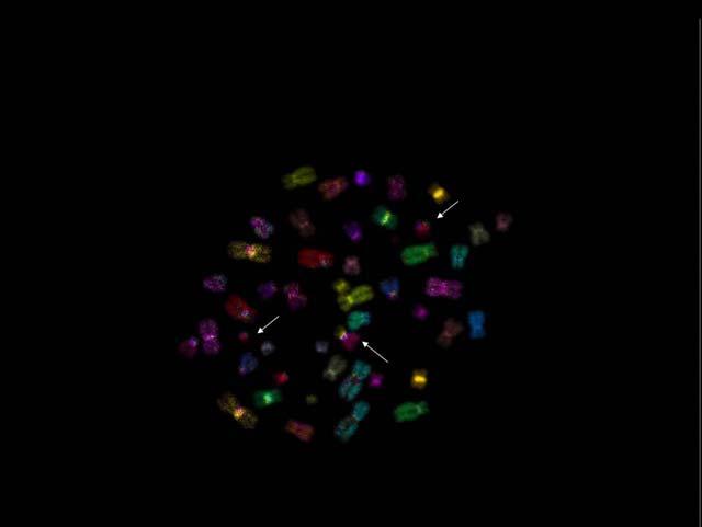 ١٠-١- زرع الخاليا وإجراءات التثبيت ال تختلف إجراءات الحصول على الدم وزراعة الكريات اللمفاوية وجمع الخاليا المثبطة عن اإلجراءات المبي نة في اختب ار ثنائي ات المرك ز (القس مان ٩-١ و ٢-٩ ).