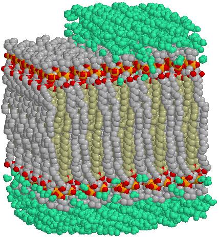 Fosfo lipīdu holesterola stabilizēts dubult slānis membrānās... (-P - -) fosfatidil holīna+ MW=70.0 g/mol Fosfo lipīdi no membrānas masas ir.% frakcija (/ daļa) no kopējās masas 00%.