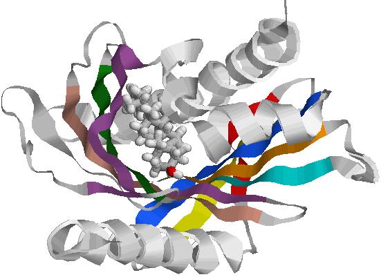 Fiziska atrašanās vieta (hromosoma, pozīciju megabāzes, Mb) peles un cilvēka genomos pamatojas uz Ensembl datu bāzi (www.ensembl.org).