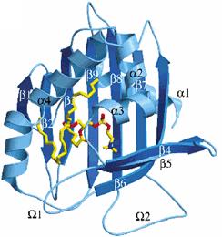 Steroidogēnā akūtā regulējošā (StAR) olbaltumviela atbilstošā lipīda pārnesējs (START) domēns ir maza 0 aminoskābju virknes globulārs modulis, kurš veidots ar dobumu, kurā lipīds un lipīdu hormoni