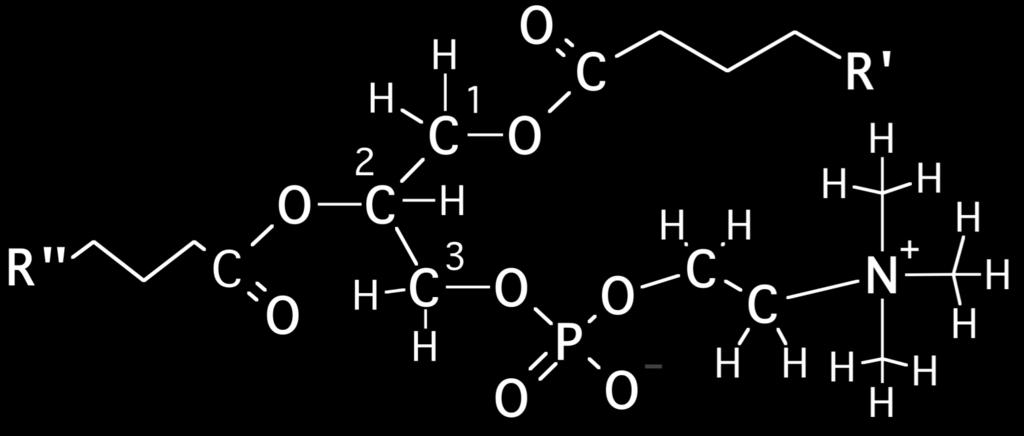olesterols ar hidroksila grupu - sastāda / membrānas masas daļu.