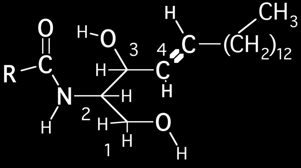 prostaglandīni (PGs), prostaciklīni (PGIs), 7 9 8 0 9 8 0 7 tromboksāni (TXs) un w= leikotriēni (LTs).