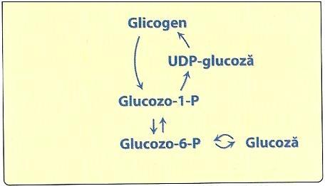 Glicogenogeneza pe seama glucozei Are loc în mai multe etape: 1. Formarea G-6-P (glucozo-6-fosfat) 2. Formarea G-1-P (glucozo-1-fosfat) 3.