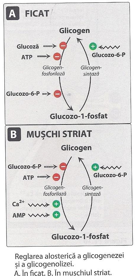 1. Reglarea alosterică a metabolismului glicogenului Glicogen fosforilaza (glicogenoliză) Este inhibată de : G-6-fosfat (muşchi şi ficat) de nivelul de ATP (muşchi şi ficat) Glu (în ficat).
