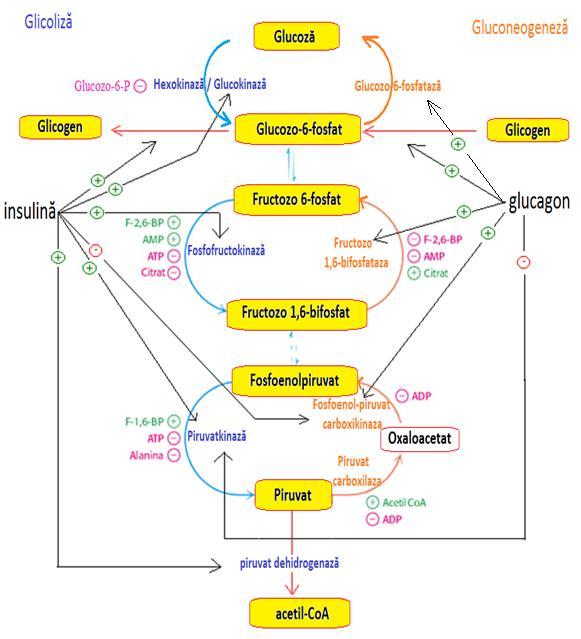 Reglarea hormonală a metabolismului glucidic - sinopsis După masă acţionează INSULINA: stimulează glicoliza (induce sinteza GK) stimulează glicogenogeneza (stimularea transferului UDP-Glu glicogen