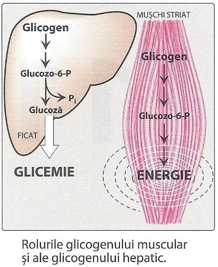 Rolurile glicogenului = formă de depozit a Glu glicogenul din ficat este utilizat în vederea menţinerii