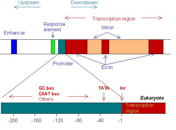 Regulatorni elementi Regulatorni elementi Promotor (potreben je za iniciacijo bazalne transkripcije), lociran znotraj 200 bp pred mestom začetka transkripcije Ojačevalec (enhancer) ojača bazalni nivo