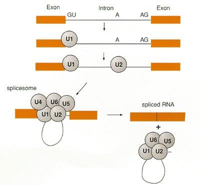 Spliceosom Spliceosom je sestavljen iz: Primarne mrna snrnp (small nuclear ribonuclear particles) U1, U2, U5, U4/U6 Non-snRNP faktorjev Prva dva nukleotida v intronu sta vedno GU vezava U1 = donorsko